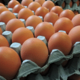NutriPlus Classic M Egg 15pcs