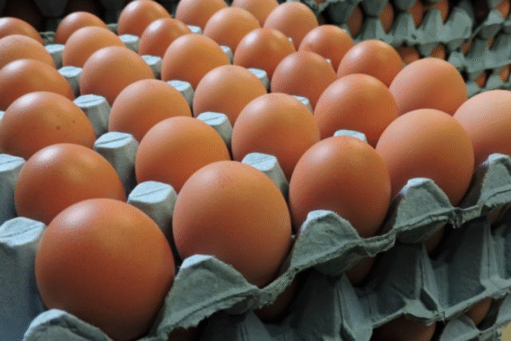 NutriPlus Classic M Egg 15pcs