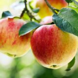 Braeburn Apples Loose