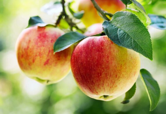 Braeburn Apples Loose