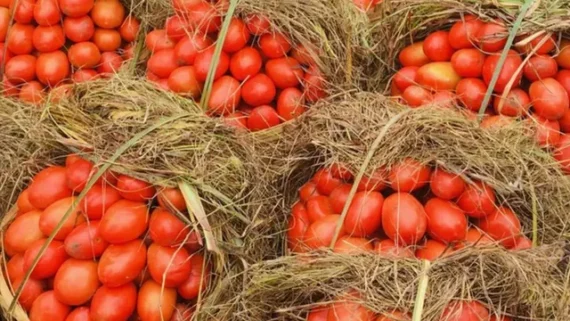 Fresh Local Tomatoes – Traditional Market Bucket - Image 2