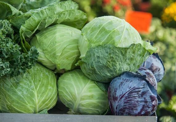 Fresh Green Cabbage – Sold Per Head or Bundle - Image 2