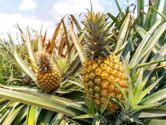 Sweet Fresh Pineapple – Sold per Piece