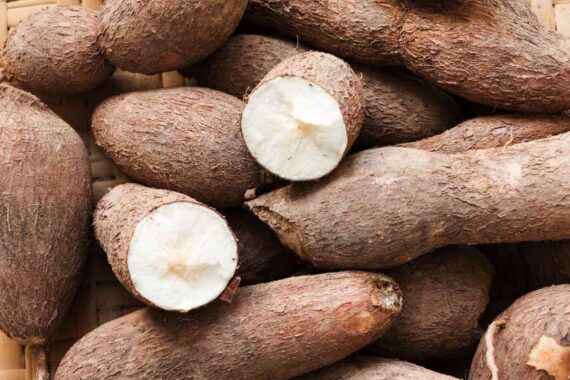 Fresh Cassava Tubers - Image 3