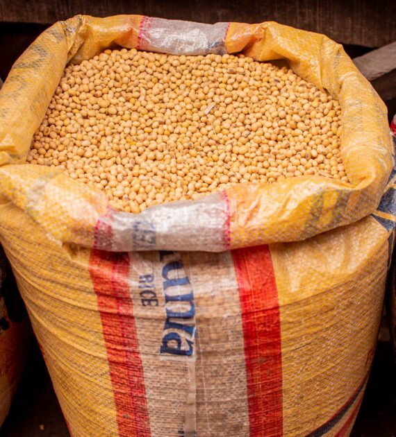 Clean Dry Soyabeans – Sold per Bucket - Image 2