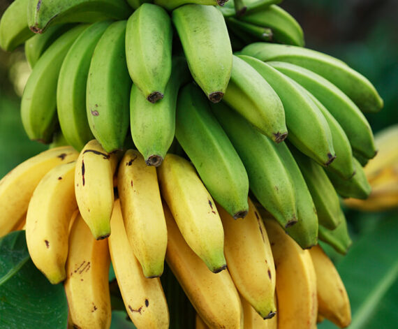 Fresh Ripe/Unripe Bananas (Bunch) - Image 4