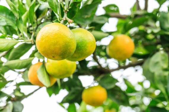 Sweet Green-Skinned Oranges – Sold per Orange - Image 2