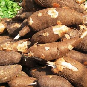 Fresh Cassava Tubers