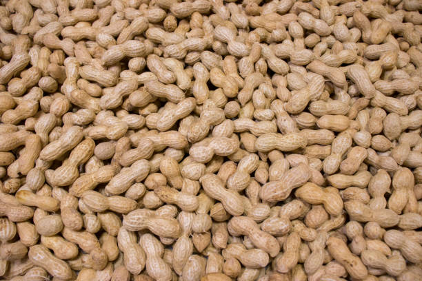 Unpeeled Groundnut – Sold per Bucket - Image 3