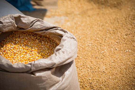Clean Dry Maize Grain – Yellow/per bucket - Image 2
