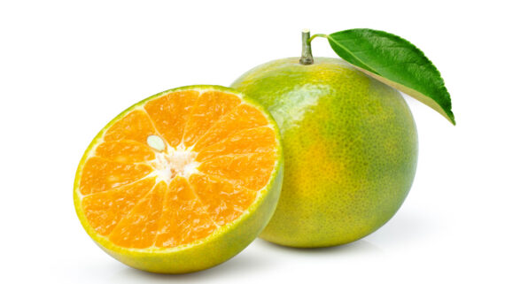 Sweet Green-Skinned Oranges – Sold per Orange