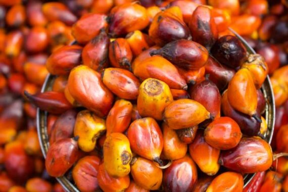 Fresh Palm Kernel – Sold by Bag - Image 2