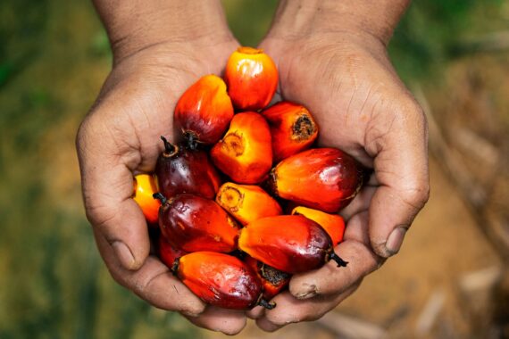 Fresh Palm Kernel – Sold by Bag