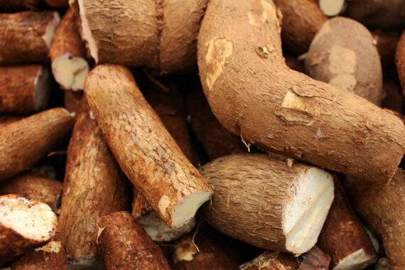 Fresh Cassava Tubers - Image 2