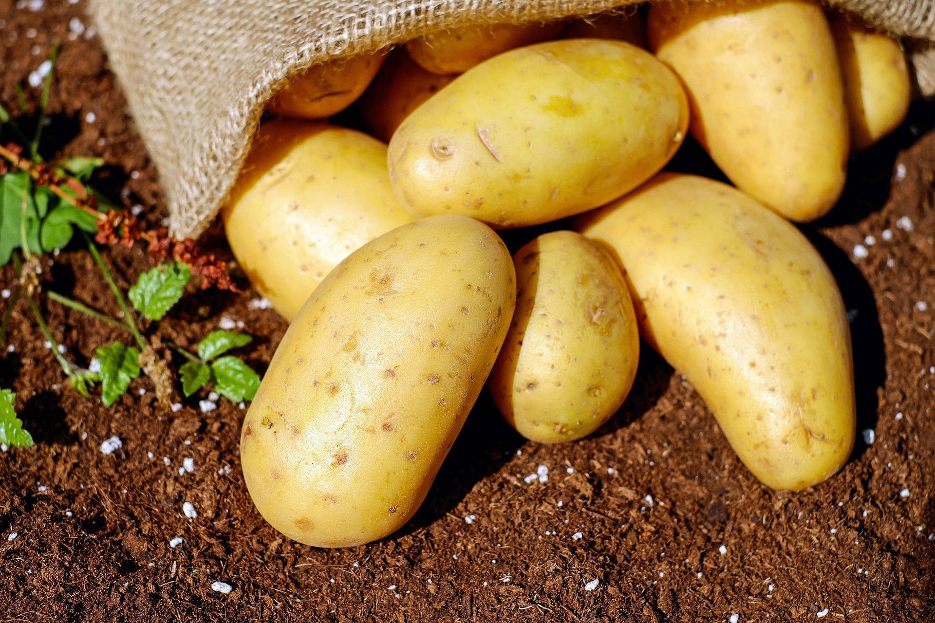 Fresh Irish Potato – Sold per Bucket - Image 2