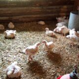 Live Broiler Chicken – Sold by Weight 2k/per bird