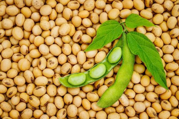 Clean Dry Soyabeans – Sold per Bucket