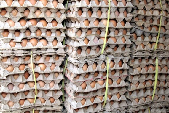 Fresh Table Eggs – 1 Full Tray (30 Eggs, Poultry) - Image 2