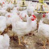Healthy Broiler Chickens – Sold Live | 7-8 weeks | 3-3.5kg per bird