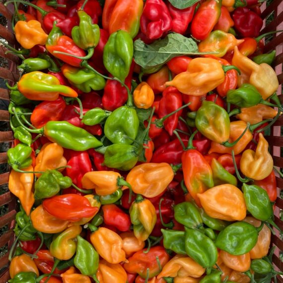 Fresh Hot Pepper (sold per bag) - Image 2