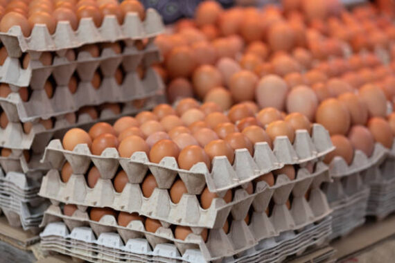 Fresh Table Eggs – 1 Full Tray (30 Eggs, Poultry)