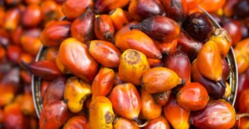 Fresh Palm Kernel (sold per bag)