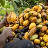 Njikwa Cocoa Beans – Northwest Cameroon Origin, Sold Per KG