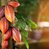 Excellent Cocoa Pods – Sold Per Kg