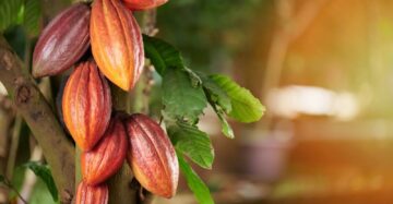 Excellent Cocoa Pods – Sold Per Kg