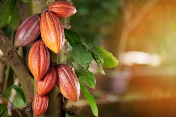 Excellent Cocoa Pods – Sold Per Kg