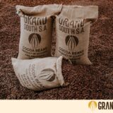Menchum Valley Cocoa Beans –Sold per 50Kg Bag