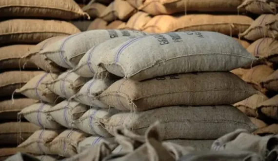 Menchum Valley Cocoa Beans –Sold per 50Kg Bag - Image 2