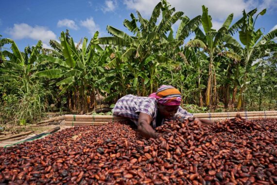 Dry Cocoa Beans – Sold Per Kg - Image 3