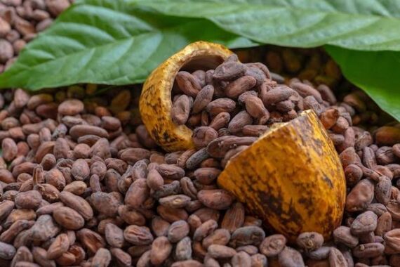 Dry Cocoa Beans – Sold Per Kg
