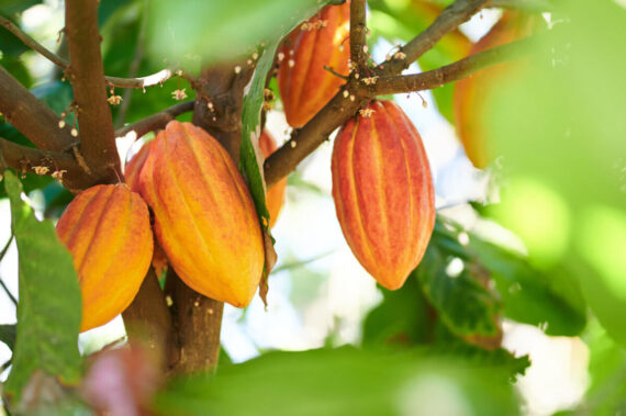 Fresh Cocoa Pods – Sold Per KG - Image 4