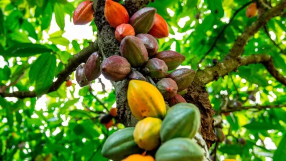 Fresh Cocoa Pods – Sold Per KG - Image 3