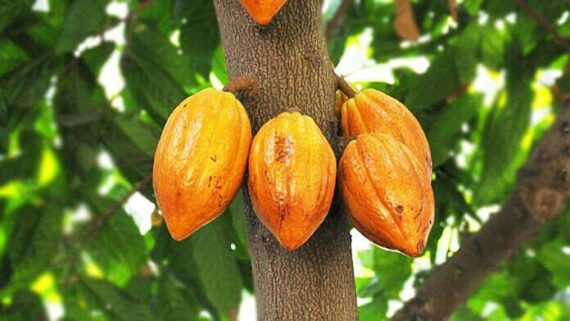 Fresh Cocoa Pods – Sold Per KG - Image 5