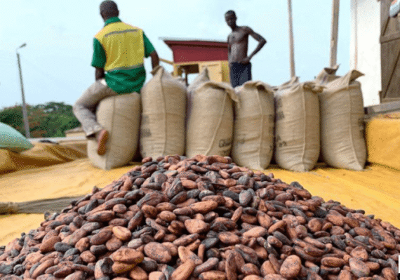 Menchum Valley Cocoa Beans –Sold per 50Kg Bag - Image 4