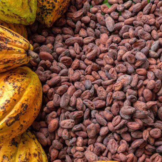 Njikwa Cocoa Beans – Northwest Cameroon Origin, Sold Per KG - Image 3