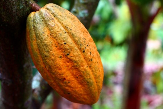 Fresh Cocoa Pods – Sold Per KG